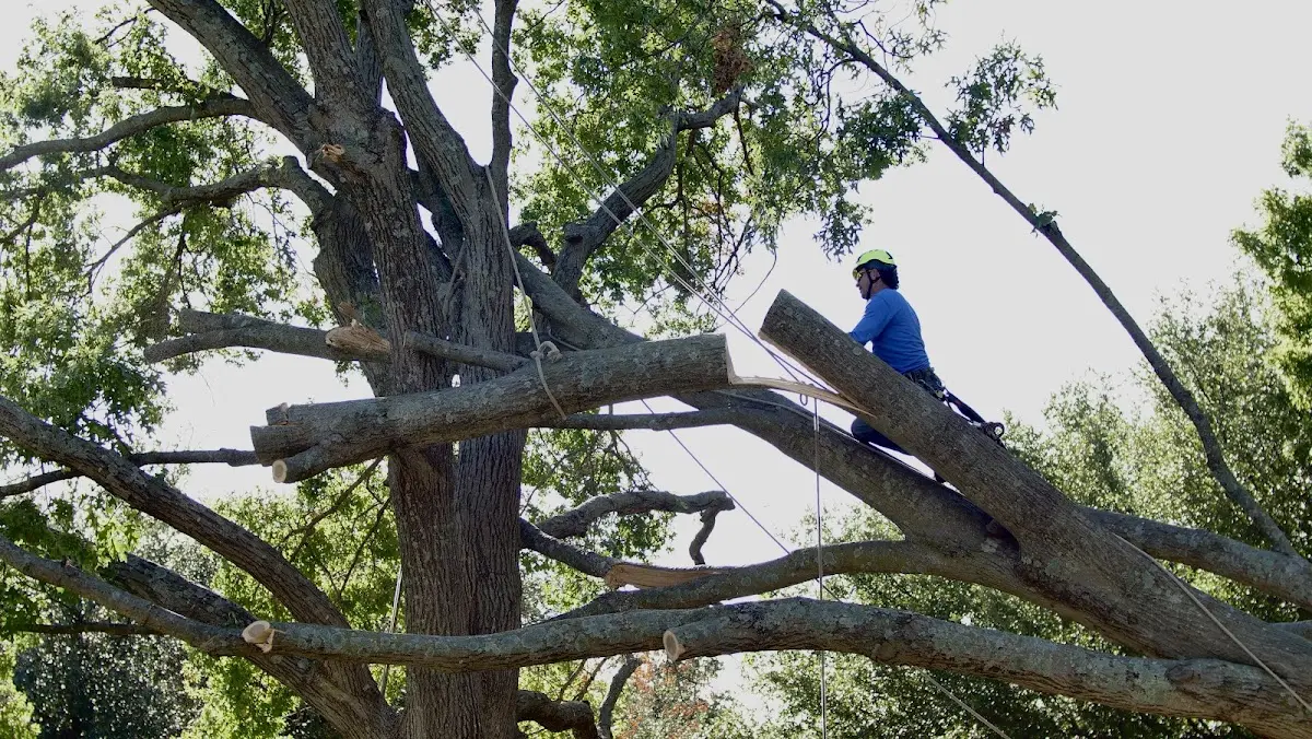 Professional Crown Thinning performed by certified arborists in Roy