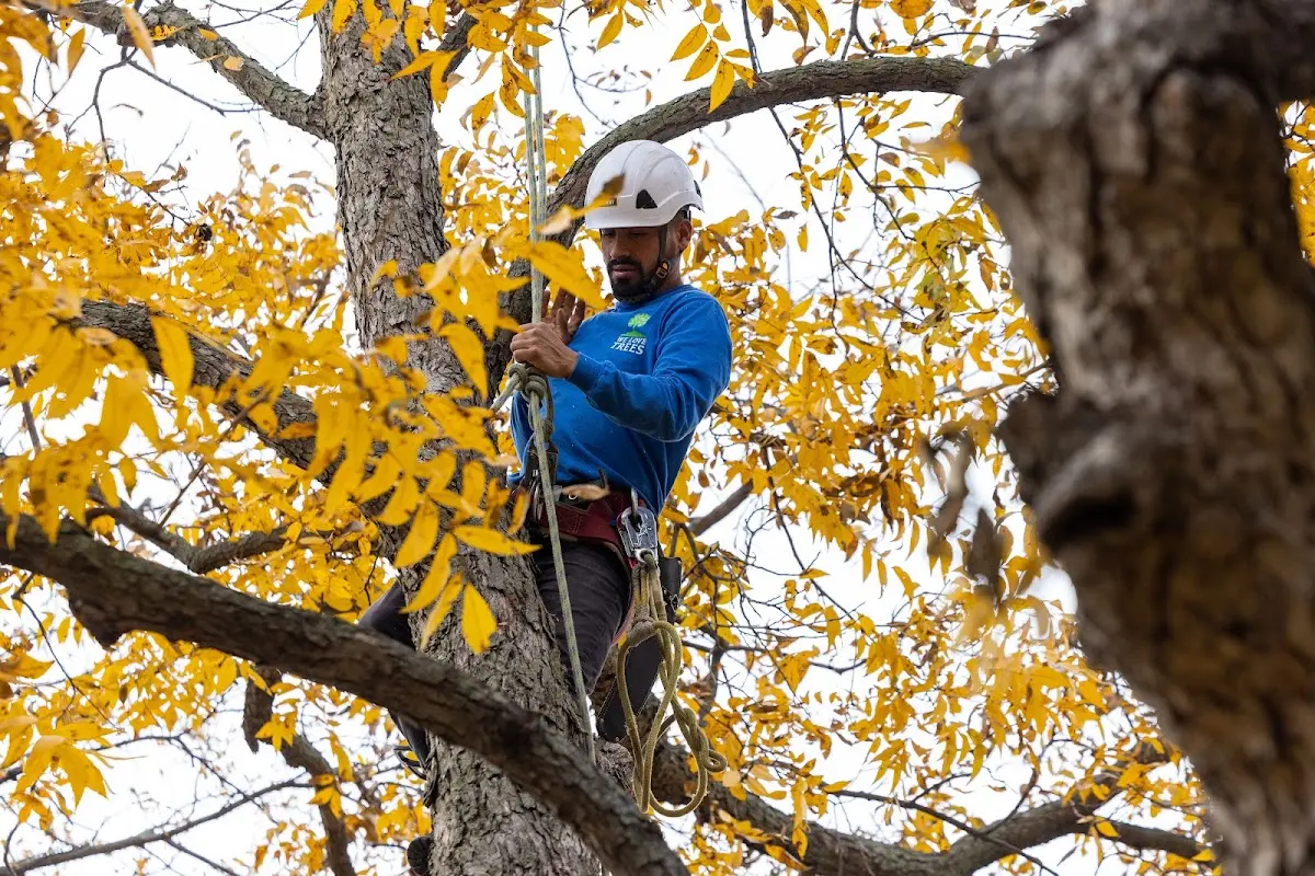 Skilled Tree Transplanting crew working in Roy