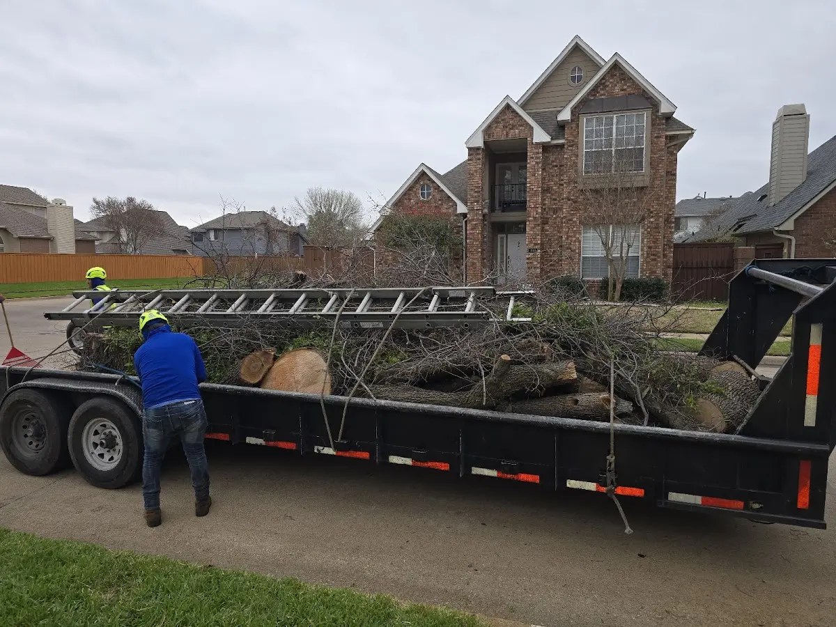 Expert Tree Fertilization with proper safety equipment in Roy